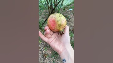 Đột kích vườn trái cây của bố | Tôm&Trinh Couple #Shorts