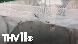 Arkansas mosquitos may have braved winter storm, expert says