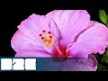 Cayo - Dreamin feat. Eirini (Official Lyric Video)