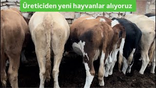 Besi Çiftliğine Yeni Hayvanlar Alıyoruz Ankara Hayvan Piyasası