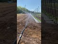 4月千葉 畑が砂漠状態なので100m水やり