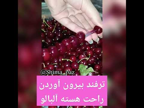 ترفند راحت بیرون اوردن هسته آلبالو آلبالو آشپزی آشپزی حرفه ای آشپزي ايراني ترفند مربا آلبالو