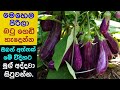 how we can plant a brinjal branch an take harvest soon.