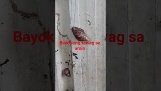 #viralvideo bayokongtawagsaamin