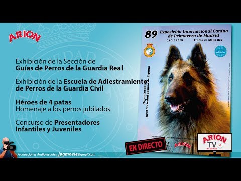 Video: Notas De La Exposición Canina De Westminster - Día 2