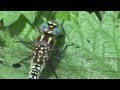 Hairy dragonfly brachytron pratense