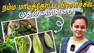 நம்ம மாடித்தோட்டத்தின் முதல் விளைச்சல்🤩 | Our Terrace Garden Harvesting | Anithasampath Vlogs