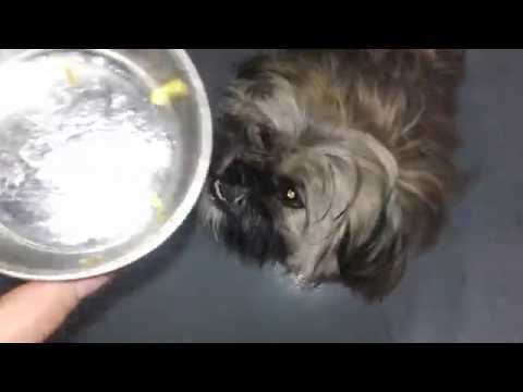 shih-tzu-eating-homemade-dog-food---reciepe-link-below