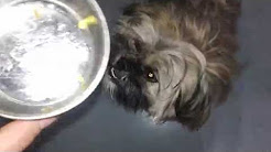 Shih Tzu Eating Homemade Dog Food - Reciepe Link Below