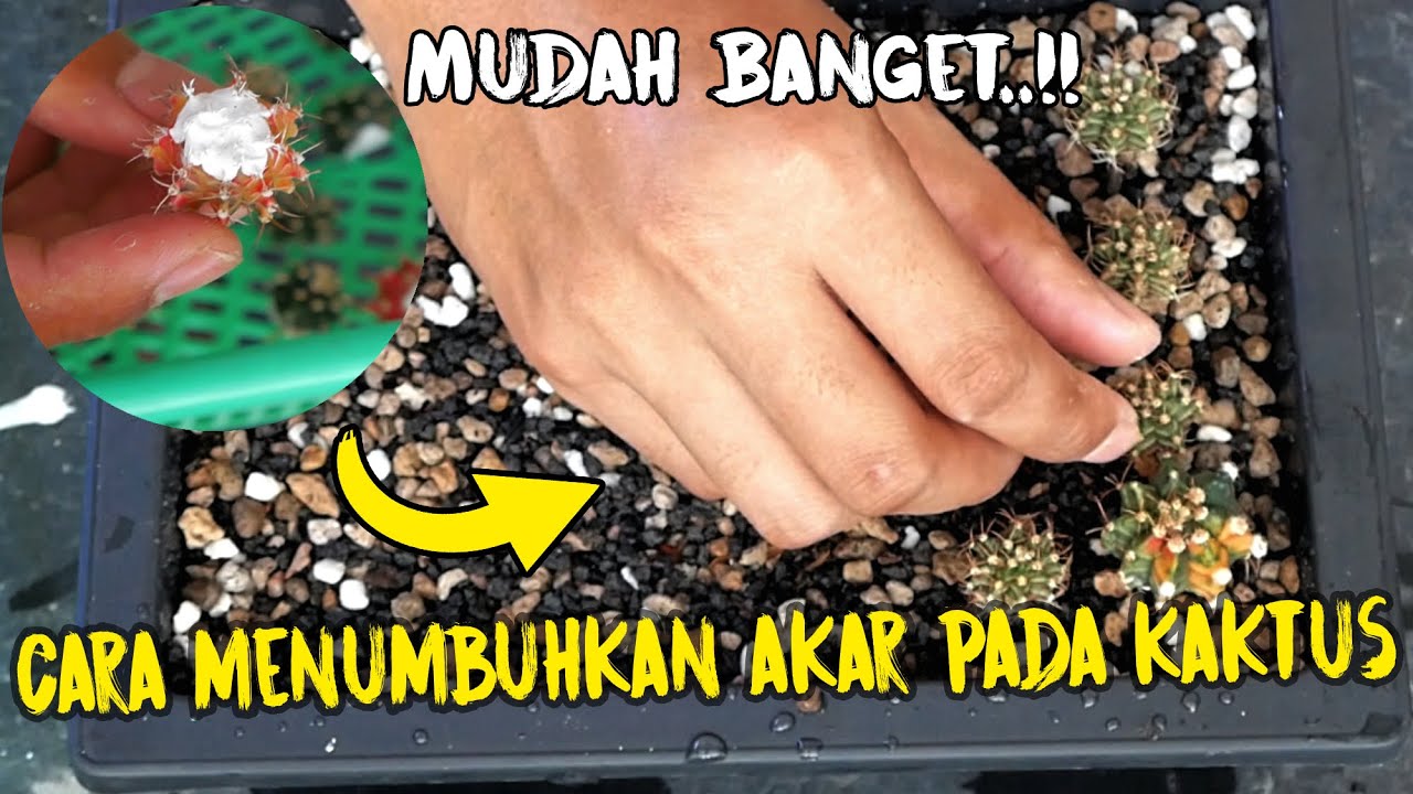 Cara Mudah Menumbuhkan Akar Kaktus Gymno