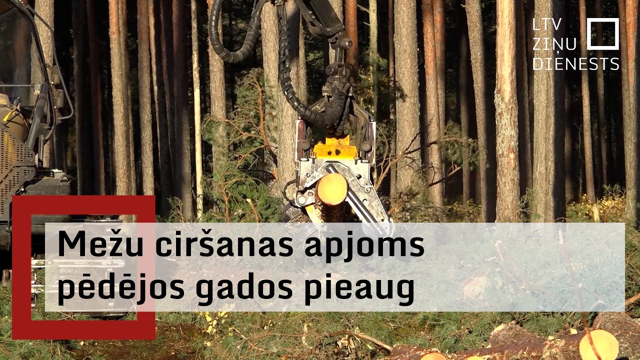 Dabas aizstāvji: Jaunie meži tiek stādīti pārāk vienveidīgi