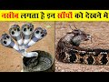 10 ऐसे सांप जिन्हे देखने के लिए नसीब चाहिए | 10 Rarest Snakes In The World