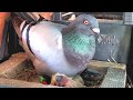 Пачтовые голуби медленно но размножается. Domestic pigeons reproduce slowly
