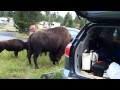 Bison in Yellowstone campsite 2 of 2