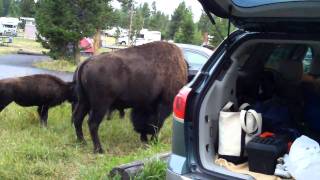 Bison in Yellowstone campsite 2 of 2