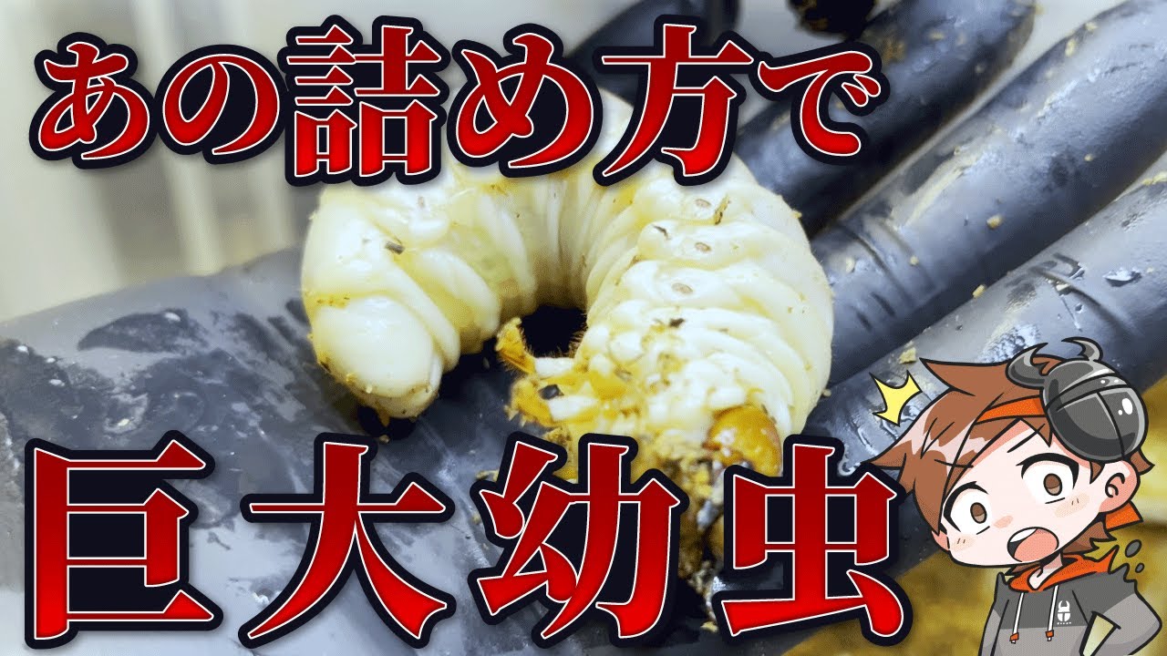 【タランドゥス】あの特殊な詰め方をした菌糸で育てた幼虫がエグい。【菌糸交換】