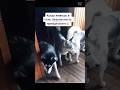 Смешное видео😄❤️👍#short#reels#рекомендации #обзор#приколы#юмор#смешно#животные#собака#кошки