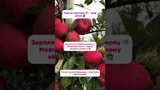 Сезонная работа сбор яблок в Австрии #россия #разрешениенаработу #яблоневыйсад #работаевропа #рф