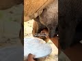 تروي ولدها وثم تملي المواعين