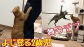 おもちゃくわえて唸り声をあげるネコがかわいかったw Youtube
