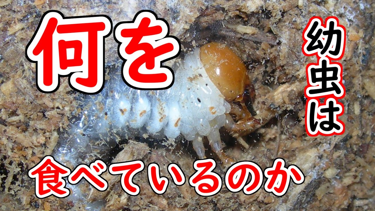 【ゆっくり解説】#34 クワガタは空気で出来ている～朽ち木の錬金術師～