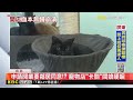 申請開業要鄰居同意！？ 寵物店「卡關」闆娘哽咽@newsebc