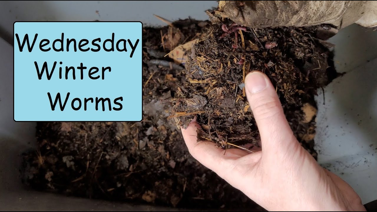 Worm Farming - Comparing Blended Food vs Pumpkin