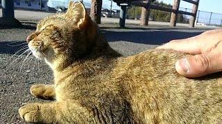 公園でゴロゴロ寝ころんでいる野良猫をモフモフしてきた