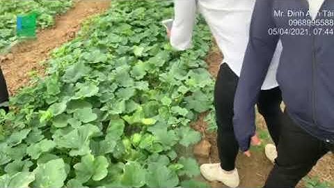 Giống dưa lê siêu ngọt Thanh Châu 666 tại Nghĩa Đàn- 0968995588