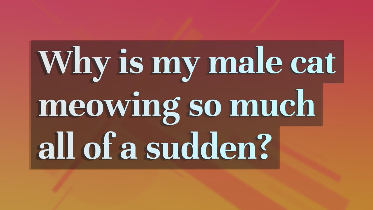 why-is-my-male-cat-meowing-so-much-all-of-a-sudden-youtube