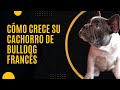 Descubre como crecen los cachorro de Bulldog Francés – Cómo crece su cachorro