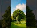This Giant Peacock Is Made of PlantsUnbelievable Timelapse TransformationWild Form Creations