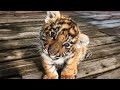 CUTEST Baby Tiger Videos to Lift Your Spirits! 🐈 You'll Smile! 😺