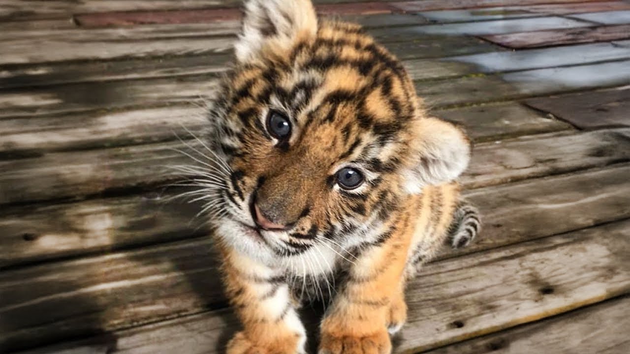 CUTEST Baby Tiger Videos to Lift Your Spirits! 🐈 You'll Smile! 😺 - YouTube