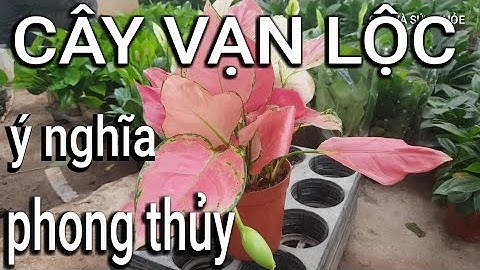 Cây vạn lộc, cây thiên phú, ý nghĩa trong phong thủy?