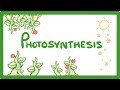 Gcse biology  photosynthesis  48