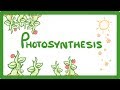 The Role of Photosynthesis in Plant Growth and Energy Production