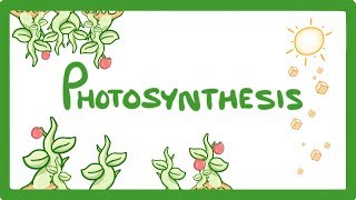 GCSE Biology - Photosynthesis  #48