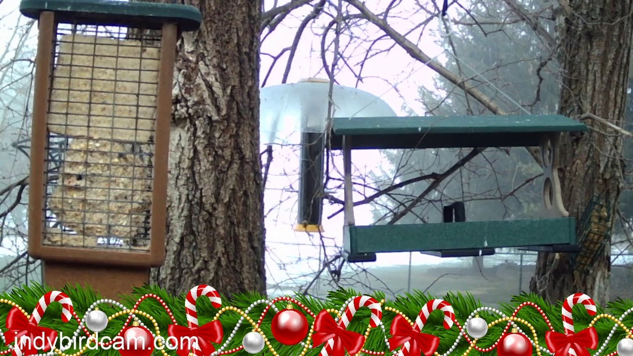 Indy Bird Cam Live Bird Feeder Cam YouTube