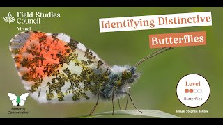 Beginning with Butterflies