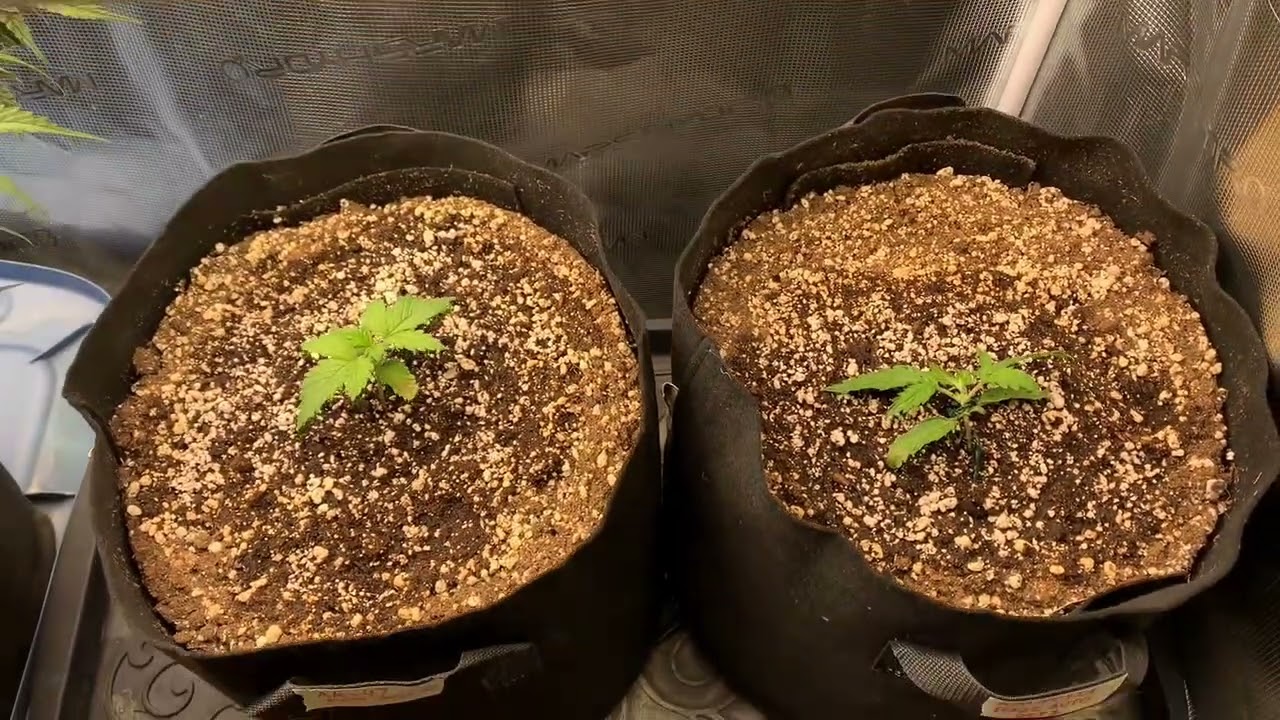 Amnesia Haze Auto X AK-47  X  Comatose Auto X White Widow