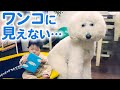 まるでおとぎ話みたい…♡ 大きなスタンダードプードルが、お兄ちゃんになりました！