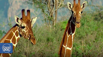 The gerenuk and their extraordinary adaptation to the lack of rain