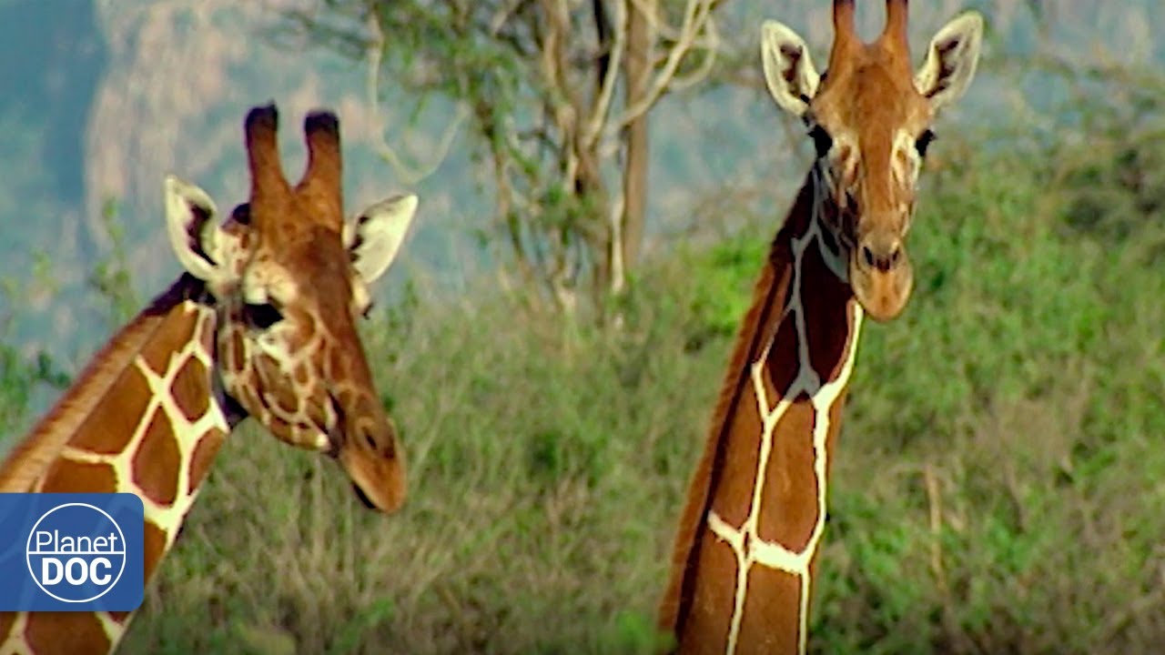 Documentary backdrop image for The gerenuk and their extraordinary adaptation to the lack of rain (2020)