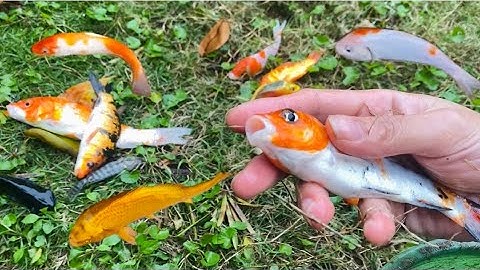 Vui học cùng bé-Giải cứu các bạn cá koi xinh đẹp màu:đỏ,vàng,trắng,đen.mắc cạn trong công viên