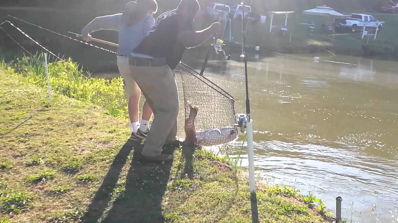 Cat Team Catfishing YouTube