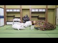 【捕食】和室で大量のネズミをカエルに解き放つRelease a lot of mice to frogs in a Japanese-style room