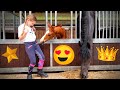 Rising Star: Wow! What beautiful clothes you wear!! | Friesian Horses