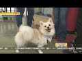 Bark to School Training Bark to School Training