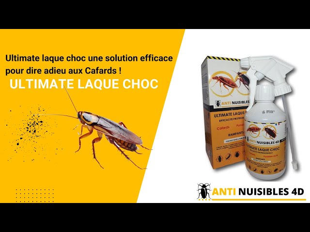 Kit anti cafards et blattes - Aurouze